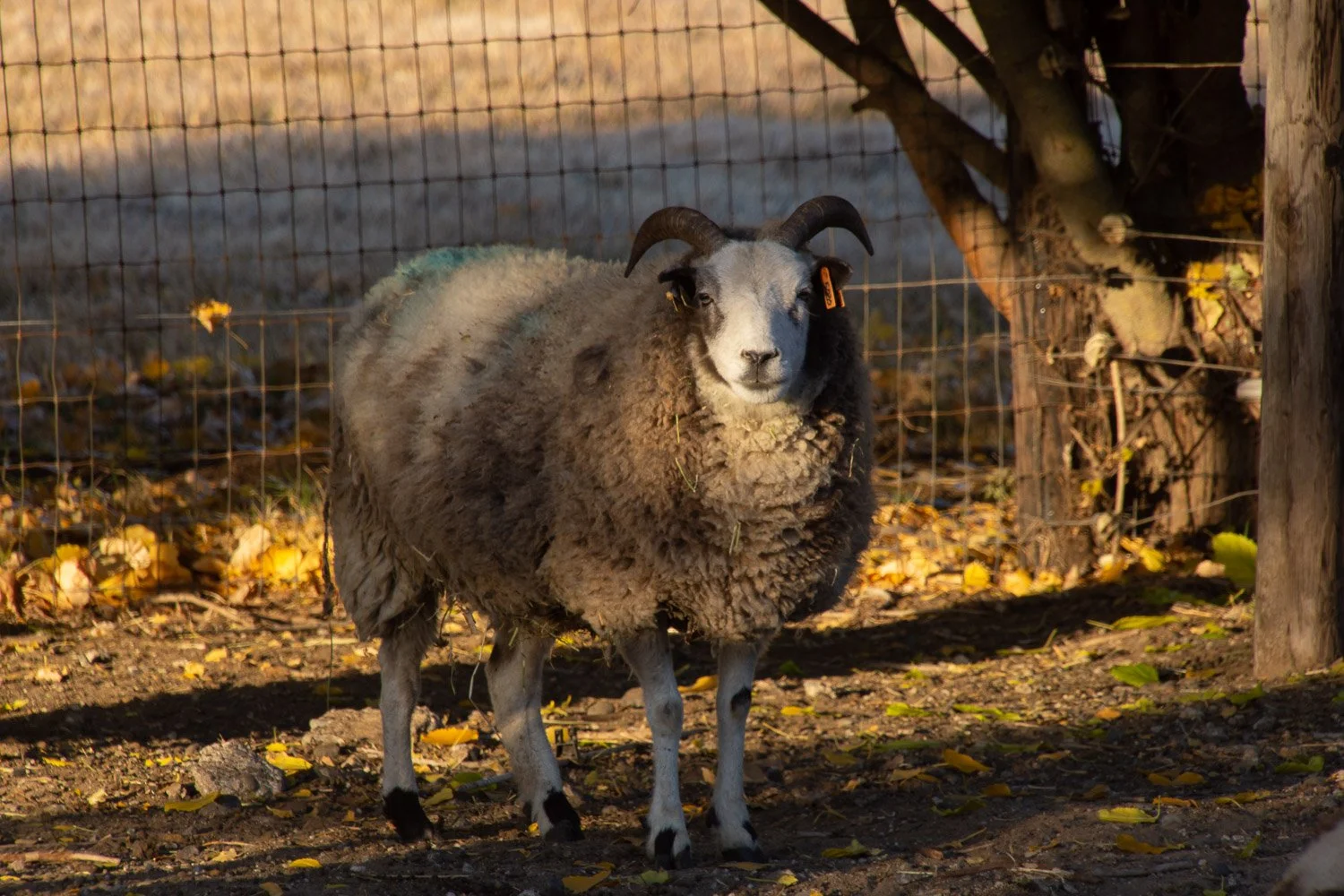 Lilac Two Horn Ewe Look-Alikes — Meridian Jacobs